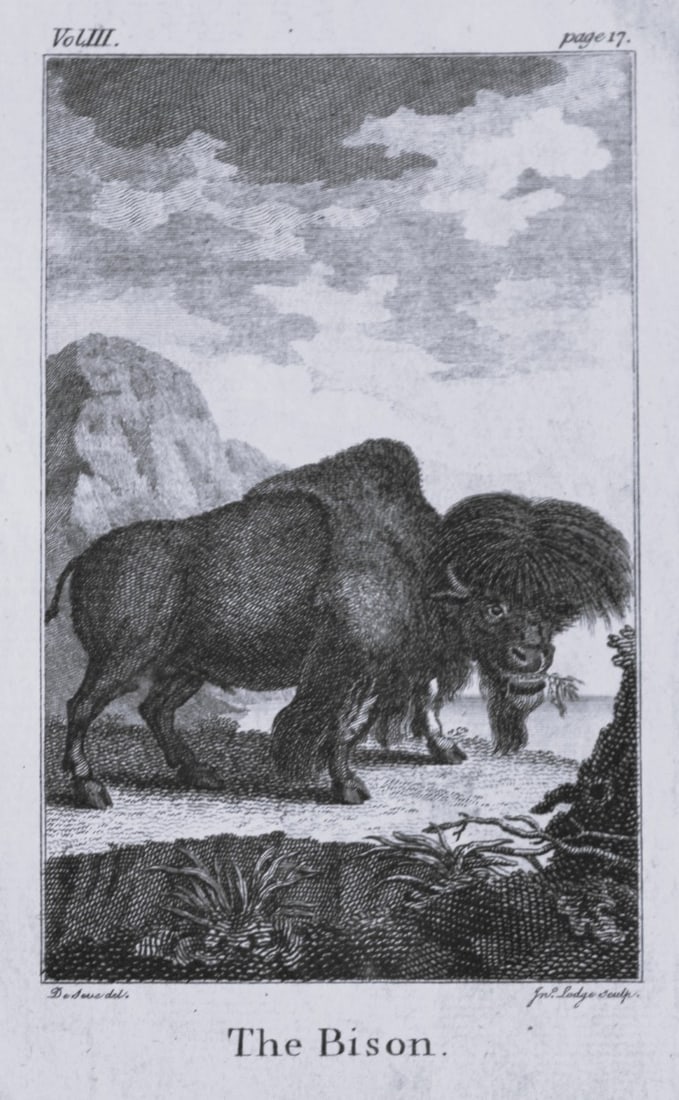 Buffon - The Bison drawn by De Seve 1812 (1 of 1)