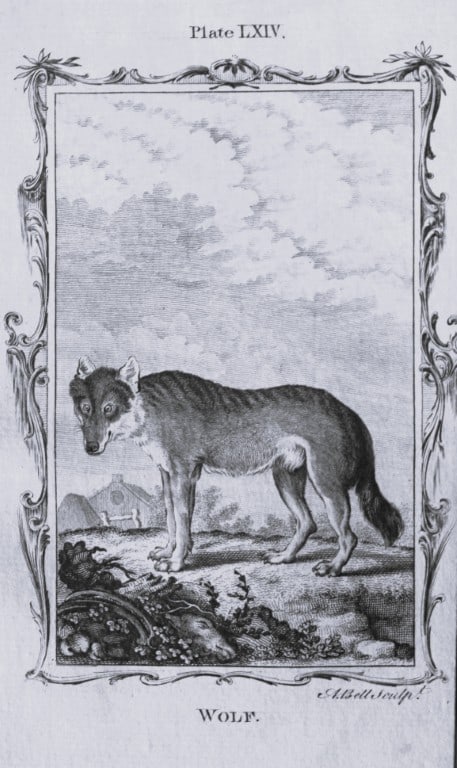 Buffon - Wolf engraving by A Bell 1785 (1 of 1)