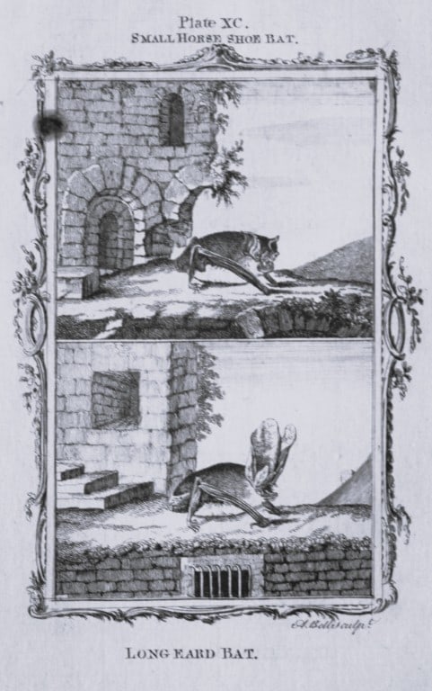 Buffon - The Long Eared Bat engraving by A Bell 1785 (1 of 1)