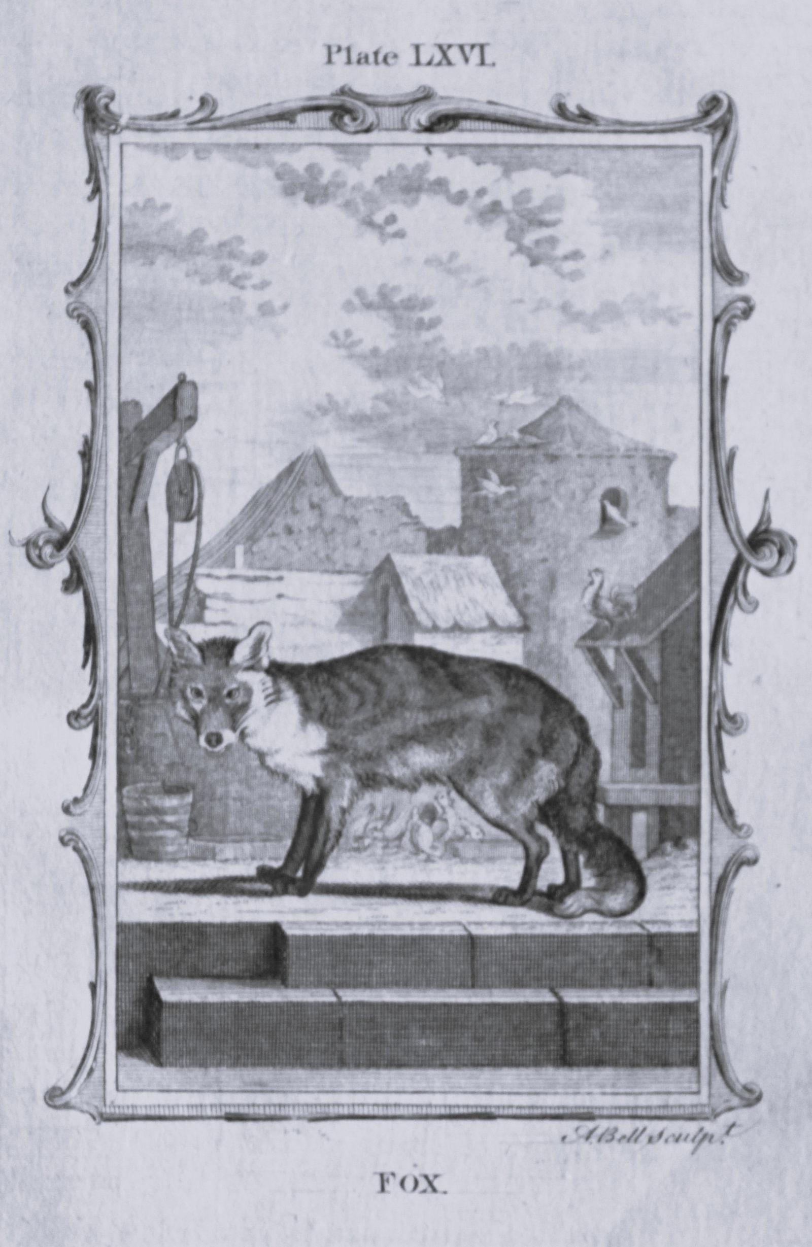 Buffon - Fox engraving by A Bell 1785 (1 of 1)