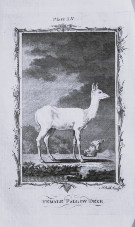 Buffon - Female Fallow Deer engraving by A Bell 1785 (1 of 1)