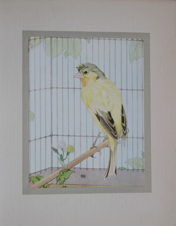 EJ Detmold - Print of a canary 1912: Antique print from The Book of Baby Pets by Florence Dugdale and illustrated by E J Detmold. Published by Henry Frowde and Hodder & Stoughton, 1912. Size: 8.7in x 11.2in (22cm x 28.5cm)
