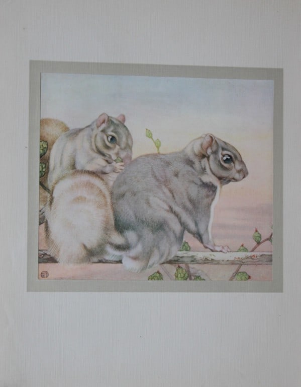 EJ Detmold - Print of squirrels 1912 (1 of 1)