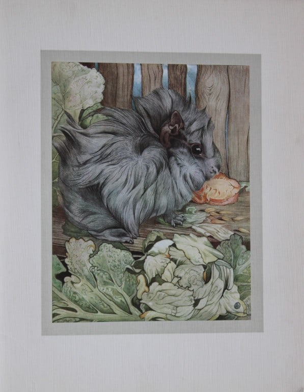 EJ Detmold - Print of a guinea pig 1912 (1 of 1)