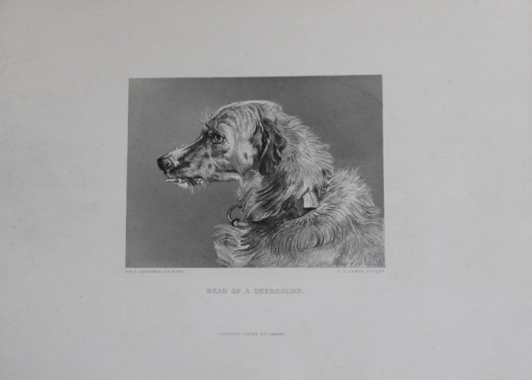 Sir Edwin Landseer - Engraving of Head of Deerhound 1879 (1 of 1)