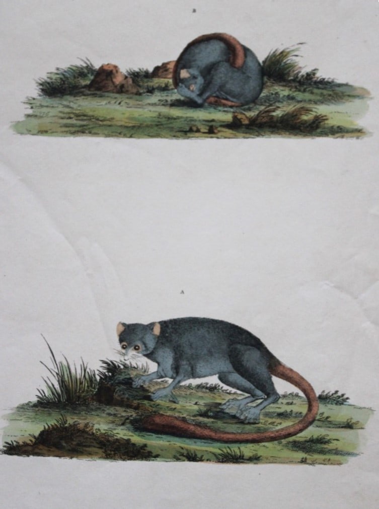John Frederick Miller - Grey Mouse Lemur from Cimelia Physica 1796 (1 of 2)