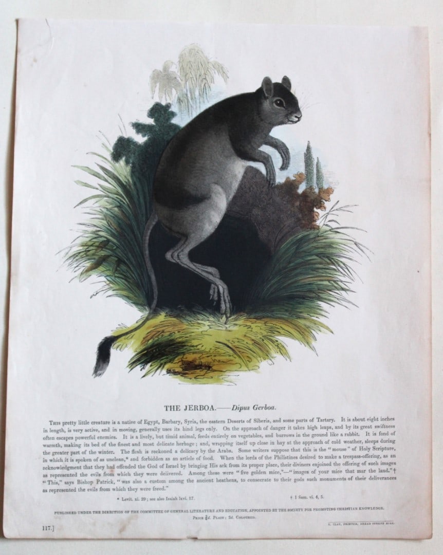 Josiah Whymper - Print of Jerboa 1843 (1 of 1)