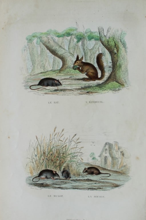 Buffon - Engraving of Mouse, Rat, Squirrel after Janet Lange 1839 (1 of 1)