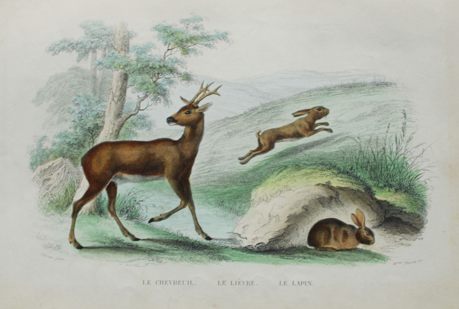 Buffon - Engraving of Deer Hare and Rabbit after JC Werner 1839 (1 of 1)