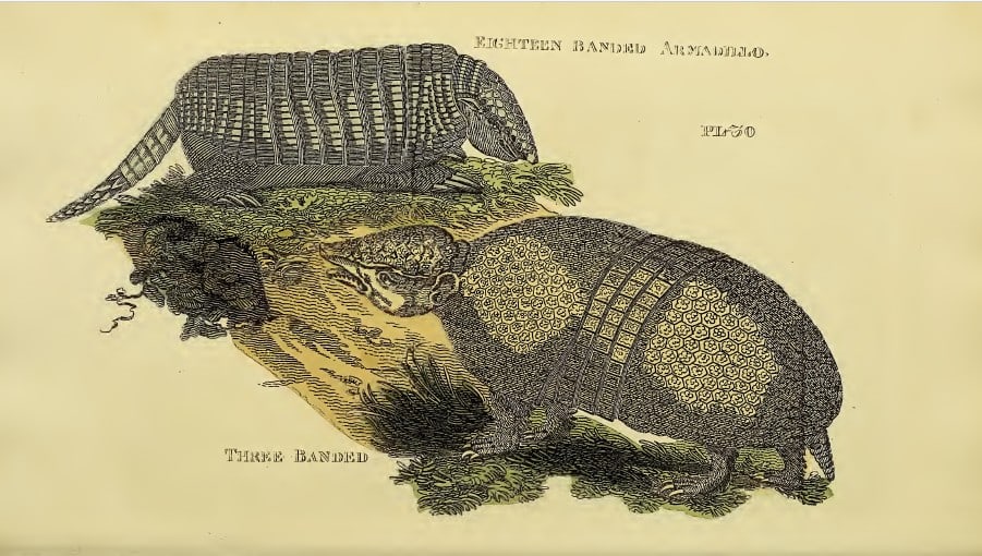 Brightly - Engraving of Eighteen Banded and Three Banded Armadillos 1811: This copperplate engraving is from The Natural History of Quadrupeds, and Cetaceous Animals by various authors. Published by Brightly and Co, Bungay 1811.Size: 8in x 5in (20cm x 13cm)
