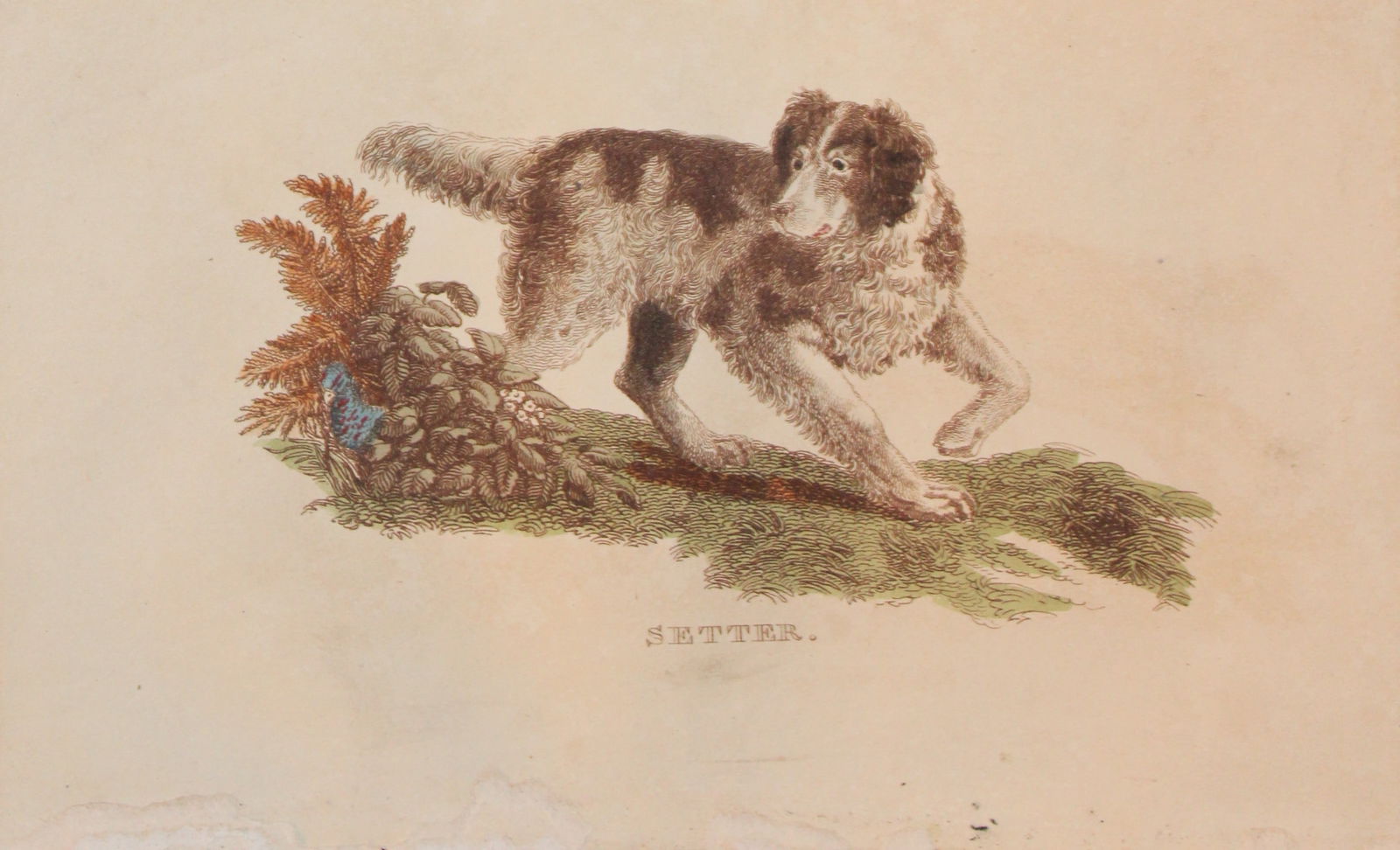 Brightly - Engraving of a Setter 1811: This copperplate engraving is from The Natural History of Quadrupeds, and Cetaceous Animals by various authors. Published by Brightly and Co, Bungay 1811.Size: 8in x 5in (20cm x 13cm)
