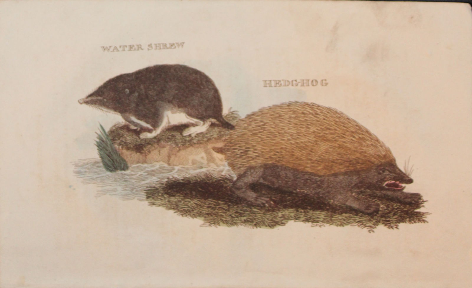 Brightly - Engraving of a Water Shrew and Hedghog 1811: This copperplate engraving is from The Natural History of Quadrupeds, and Cetaceous Animals by various authors. Published by Brightly and Co, Bungay 1811.Size: 8in x 5in (20cm x 13cm)