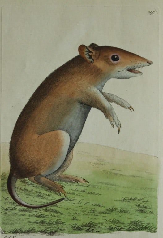 Shaw & Nodder - Porculine Opossum (Didelphis obesula) 1790 (1 of 1)
