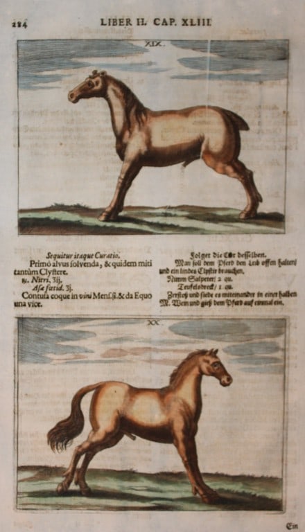Georg Winter - Rare Bellerophon engraving of dressage training 1678: This rare hand-coloured dressage print is from Bellerophon, sive eques peritus?. by Georg Winter and engraved by Peter Paul Tr?schel , published in Nuremberg 1678. Georg Simon Winter von Adlersfl?gel