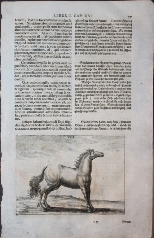 Georg Winter - Rare Bellerophon engraving of dressage training 1678: This rare hand-coloured dressage print is from Bellerophon, sive eques peritus?. by Georg Winter and engraved by Peter Paul Tr?schel , published in Nuremberg 1678. Georg Simon Winter von Adlersfl?gel