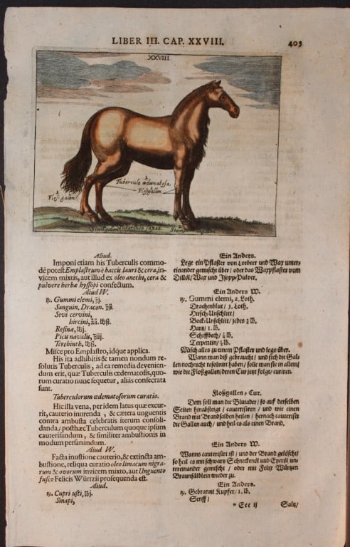 Georg Winter - Rare Bellerophon engraving of dressage training 1678: This rare hand-coloured dressage print is from Bellerophon, sive eques peritus?. by Georg Winter and engraved by Peter Paul Tr?schel , published in Nuremberg 1678. Georg Simon Winter von Adlersfl?gel
