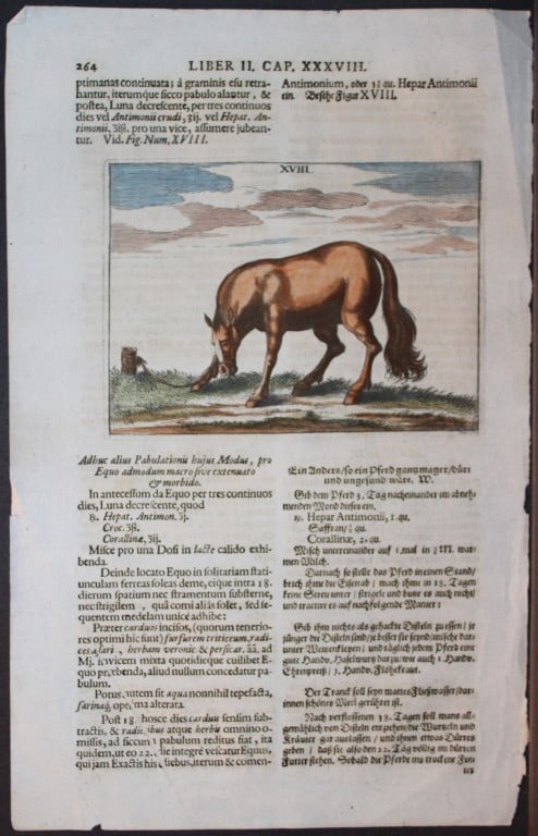 Georg Winter - Rare Bellerophon engraving of dressage training 1678: This rare hand-coloured dressage print is from Bellerophon, sive eques peritus?. by Georg Winter and engraved by Peter Paul Tr?schel , published in Nuremberg 1678. Georg Simon Winter von Adlersfl?gel