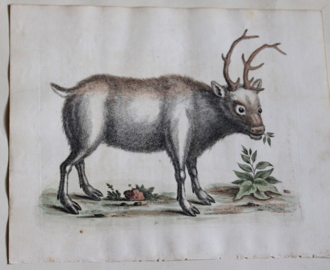 George Edwards - Greenland Buck 1743 (1 of 1)
