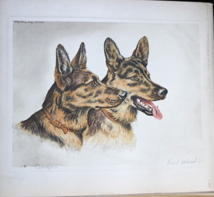 Paul Wood - Etching of Bergers (Shepherd dogs) c1935 (1 of 1)