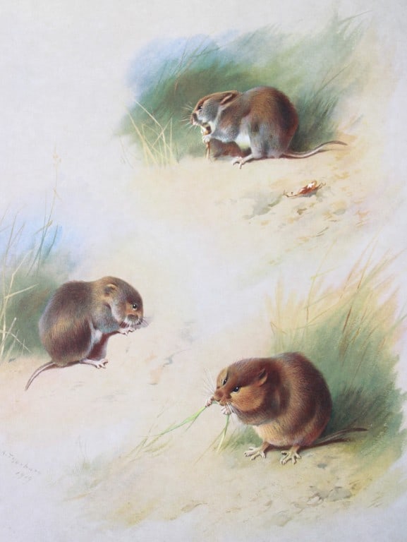 A Thorburn - Print of Field, Bank and Orkney Voles 1920 (1 of 1)