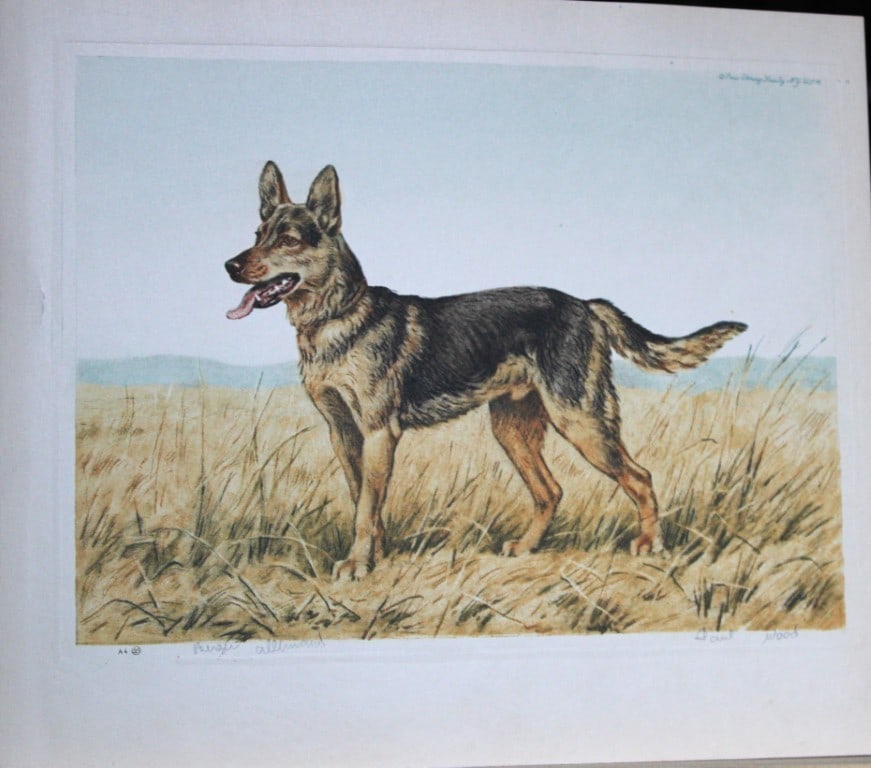 Paul Wood - Etching of Shepherd or Alsatian Dog c1935 (1 of 1)