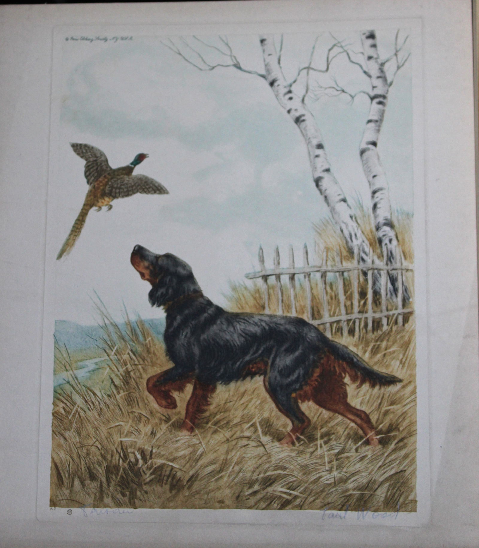 Paul Wood - Etching of a Setter c1935 (1 of 1)