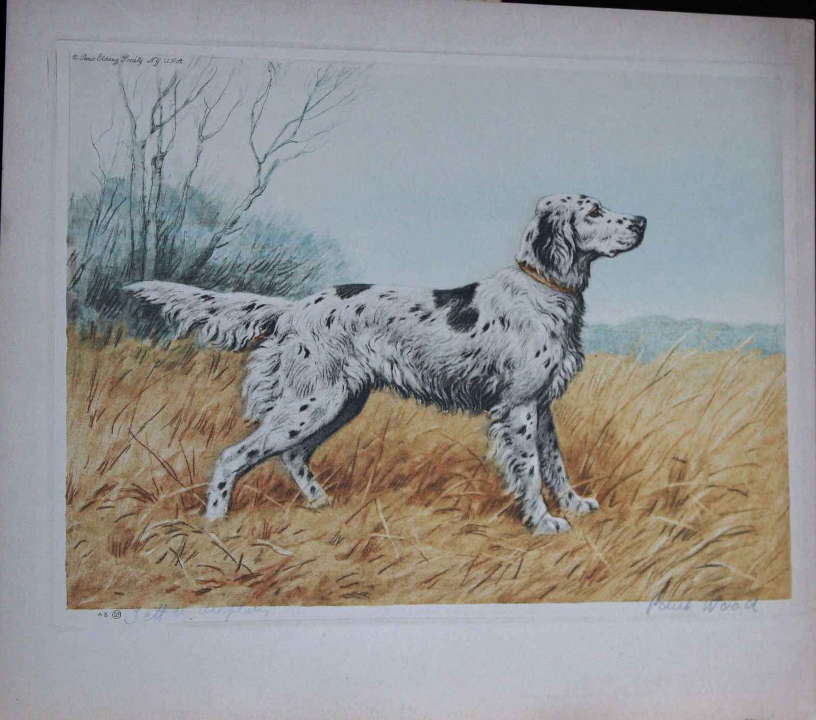 Paul Wood - Etching of a Setter c1935 (1 of 1)