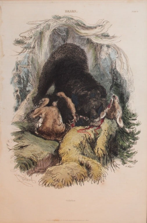 Charles Partington - Hand coloured engraving of Grisly Bear 1835 (1 of 1)