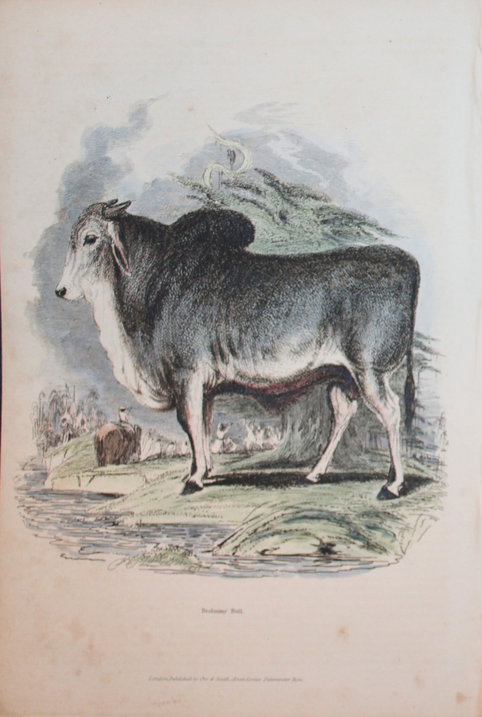Charles Partington - Hand coloured engraving of Brahminy Bull 1835 (1 of 1)