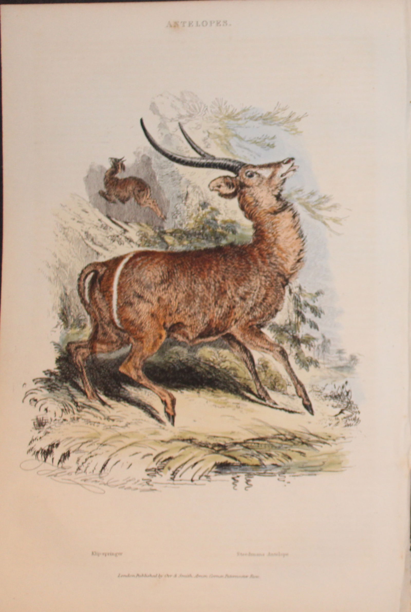 Charles Partington - Hand coloured engraving of Antelopes 1835 (1 of 1)