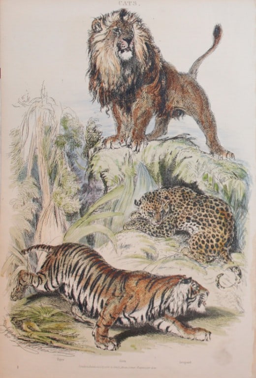 Charles Partington - Hand coloured engraving of Lion, Tiger and Leopard 1835 (1 of 1)