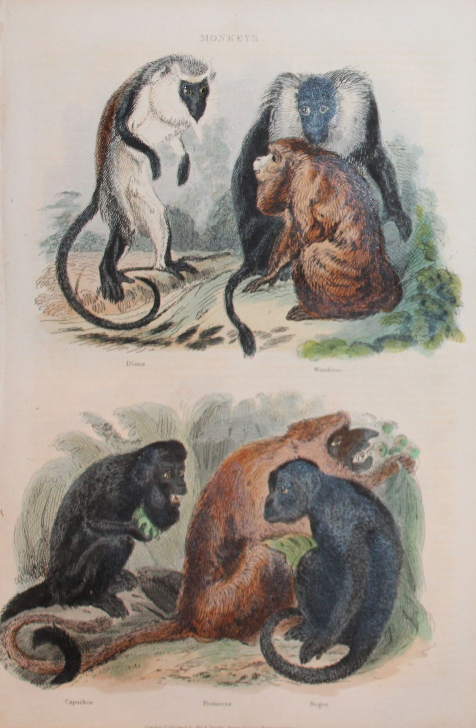 Charles Partington - Hand coloured engraving of Monkeys 1835 (1 of 1)