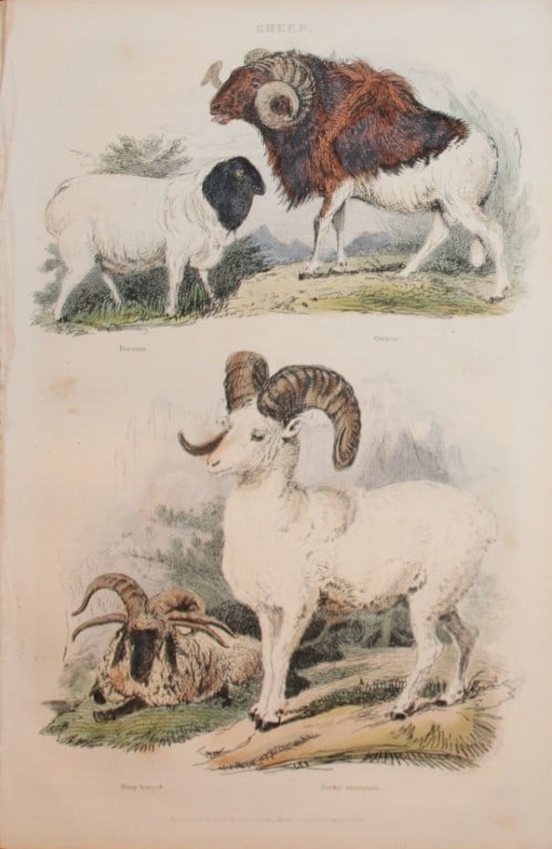Charles Partington - Hand coloured engraving of Sheep 1835 (1 of 1)