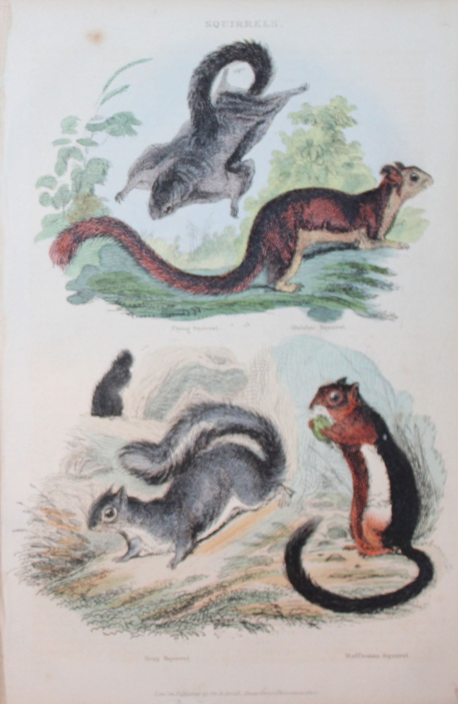 Charles Partington - Hand coloured engraving of Squirrels 1835 (1 of 1)