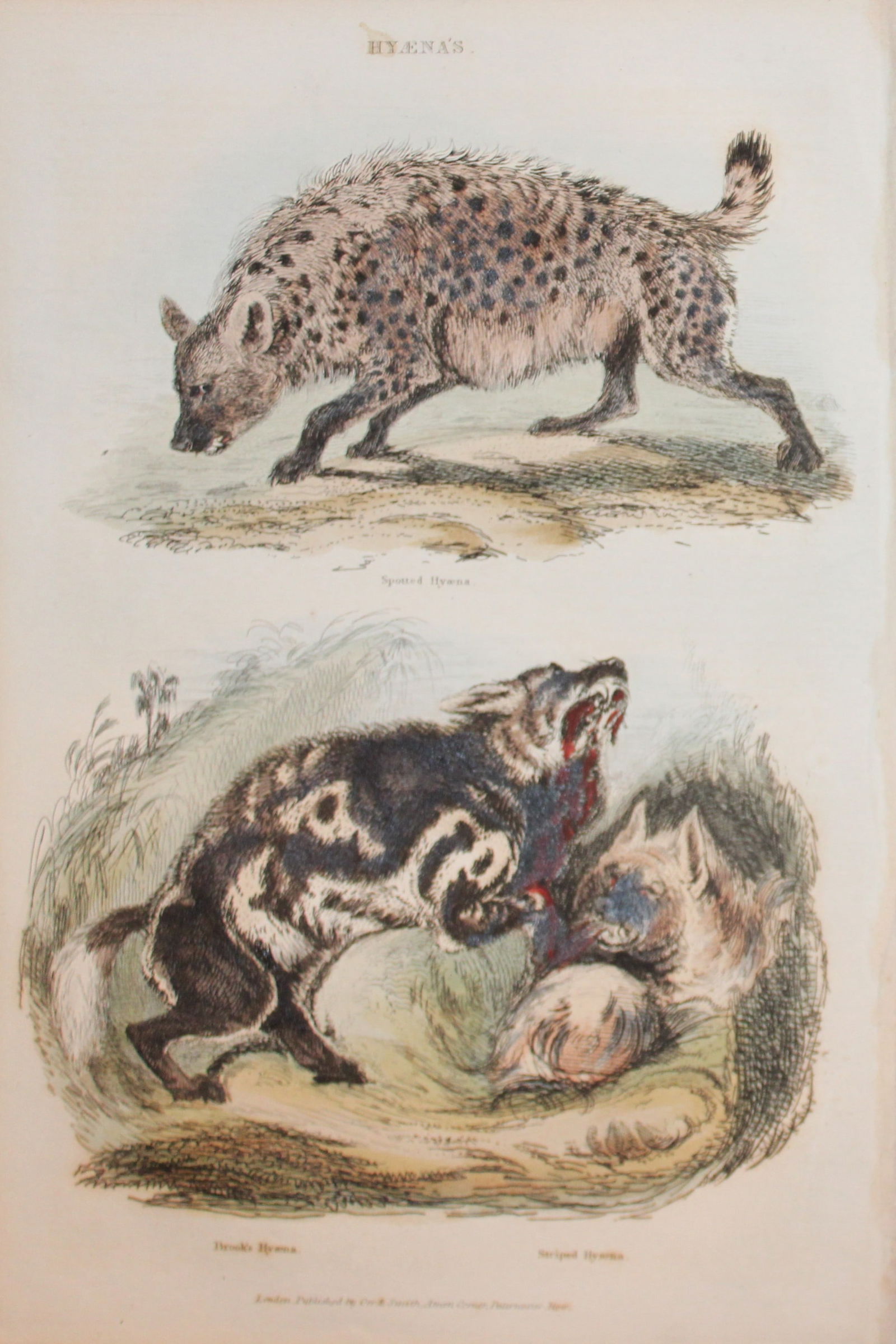 Charles Partington - Hand coloured engraving of Hyenas 1835 (1 of 1)