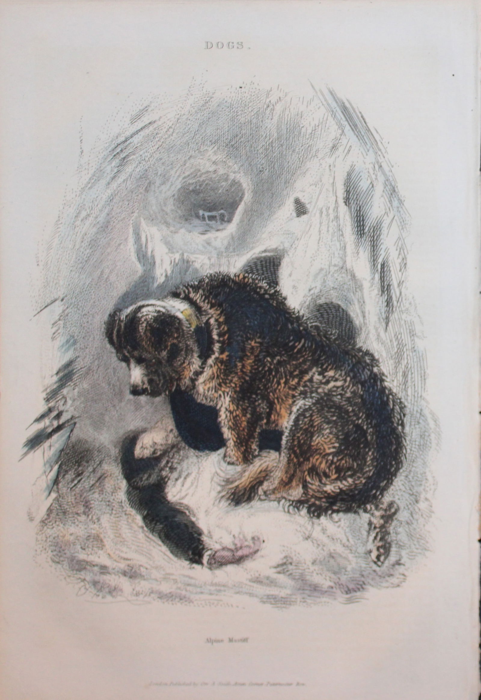 Charles Partington - Hand coloured engraving of Alpine Mastiff 1835 (1 of 1)