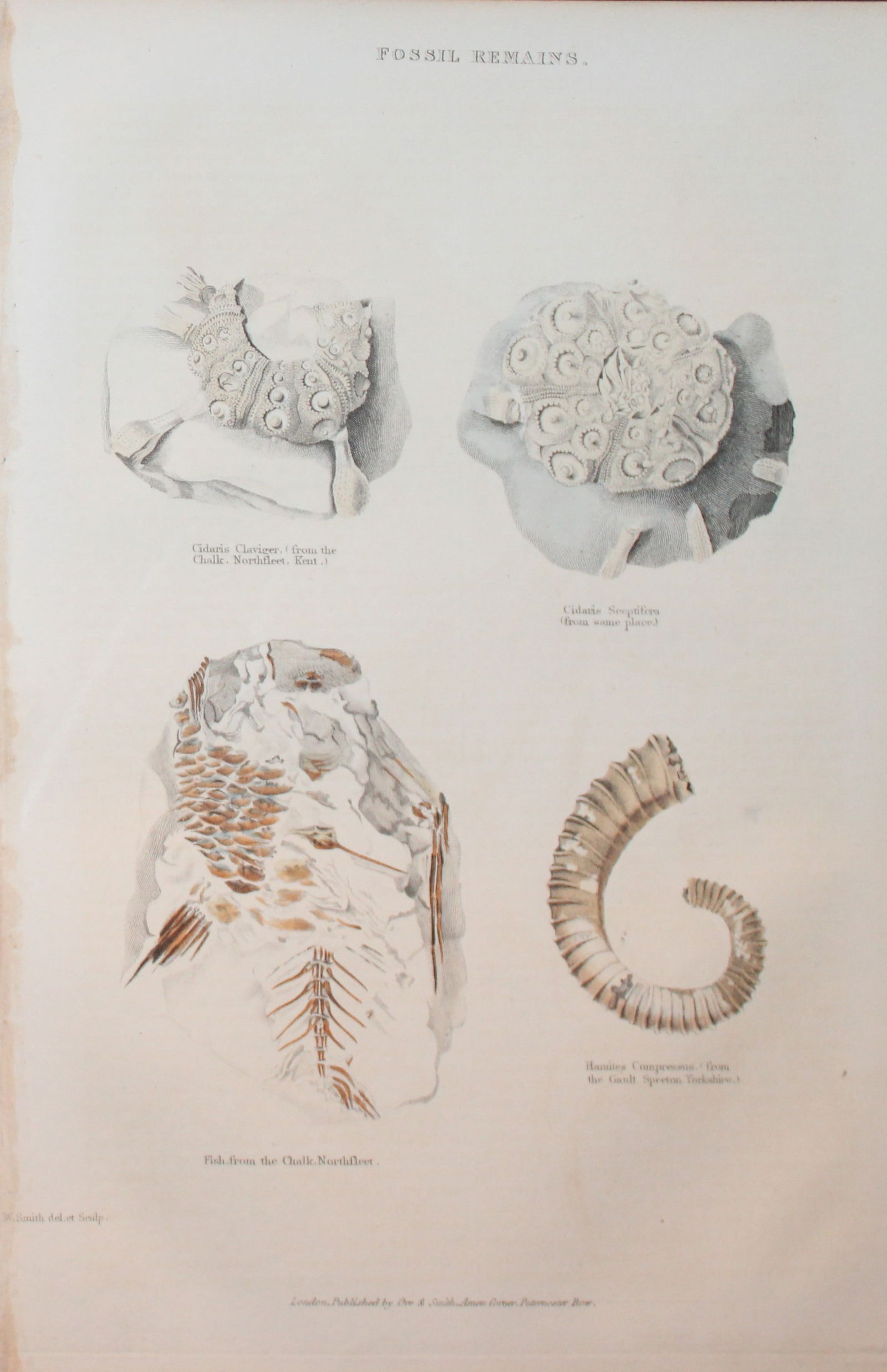 Charles Partington - Hand coloured engraving of Fossil Remains 1835 (1 of 1)