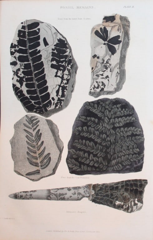 Charles Partington - Hand coloured engraving of Fossil Remains 1835: This hand-coloured steel engraving is from The British Cyclop?dia of Natural History combining a scientific classification of animals, plants and minerals; with a popular view of their habits, economy