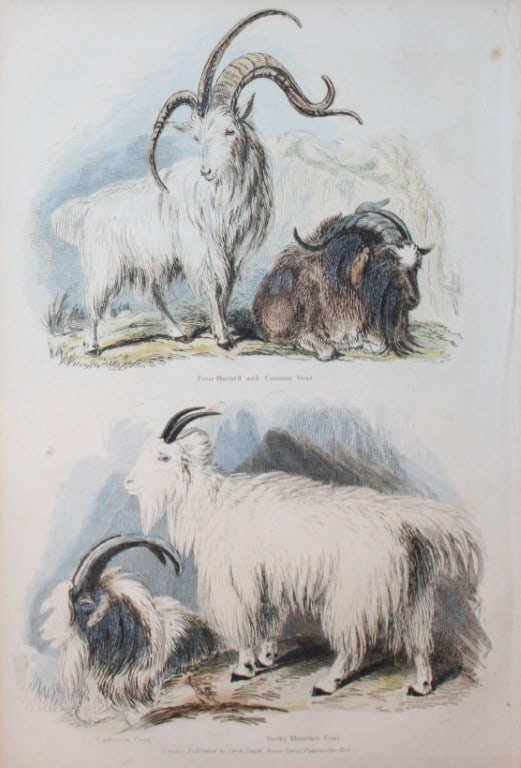 Charles Partington - Hand coloured engraving of Goats 1835 (1 of 1)