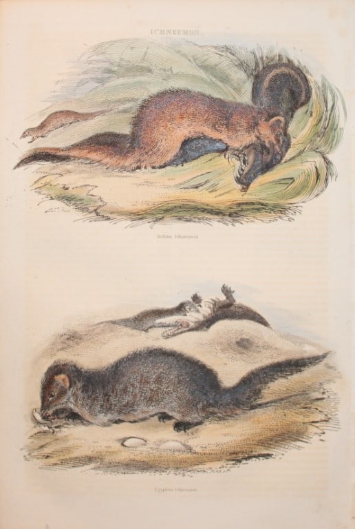 Charles Partington - Hand coloured engraving of Ichneumons 1835: This hand-coloured steel engraving is from The British Cyclop?dia of Natural History combining a scientific classification of animals, plants and minerals; with a popular view of their habits, economy