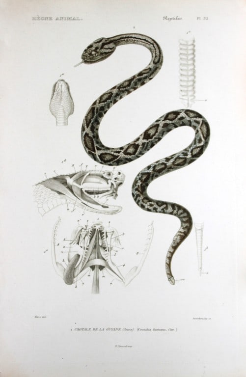 Cuvier - Engraving of Le Crotale or Guiana Rattlesnake 1836 (1 of 1)