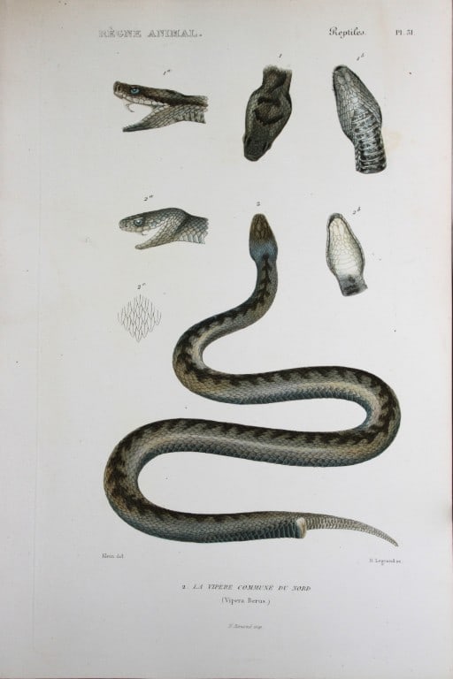 Cuvier - Engraving of Common Adder 1836 (1 of 1)