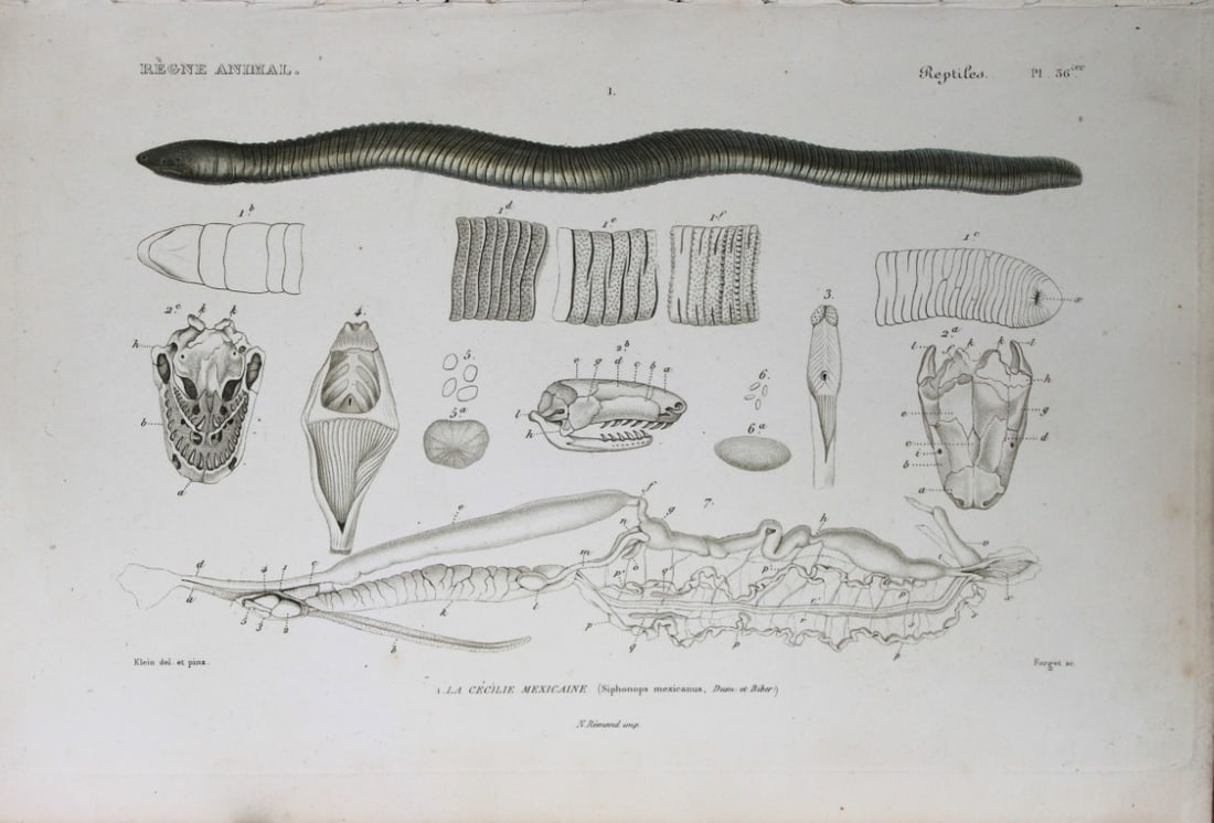 Cuvier - Engraving of Mexican Burrowing Worm 1836: This antique engraving is from Le Regne Animal (The Animal Kingdom) by Baron Georges Cuvier. Published by Fortin, Masson et Cie and printed by N Remond, Paris 1836. Artists who contributed to this vol