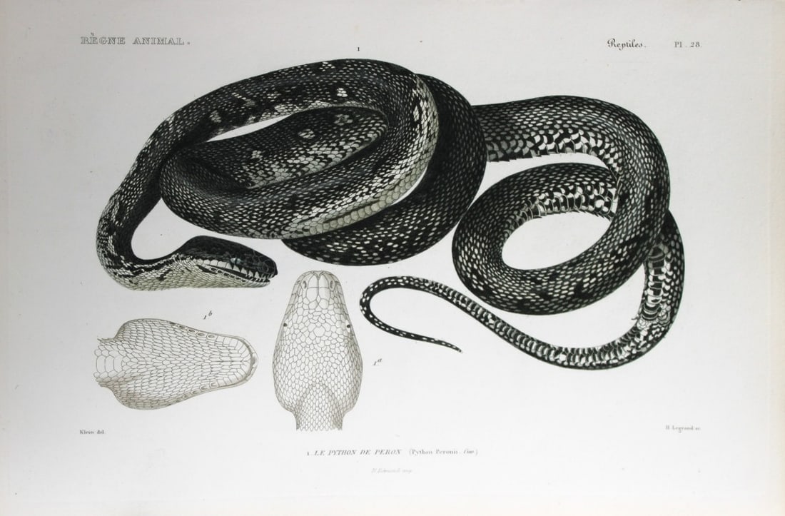 Cuvier - Engraving of Peron or Carpet Python 1836: This antique engraving is from Le Regne Animal (The Animal Kingdom) by Baron Georges Cuvier. Published by Fortin, Masson et Cie and printed by N Remond, Paris 1836. Artists who contributed to this vol