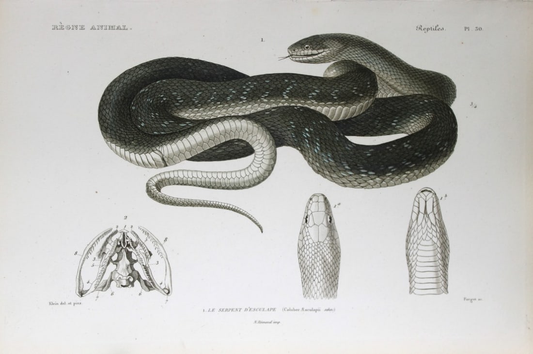 Cuvier - Engraving of the Asclepius snake 1836 (1 of 1)