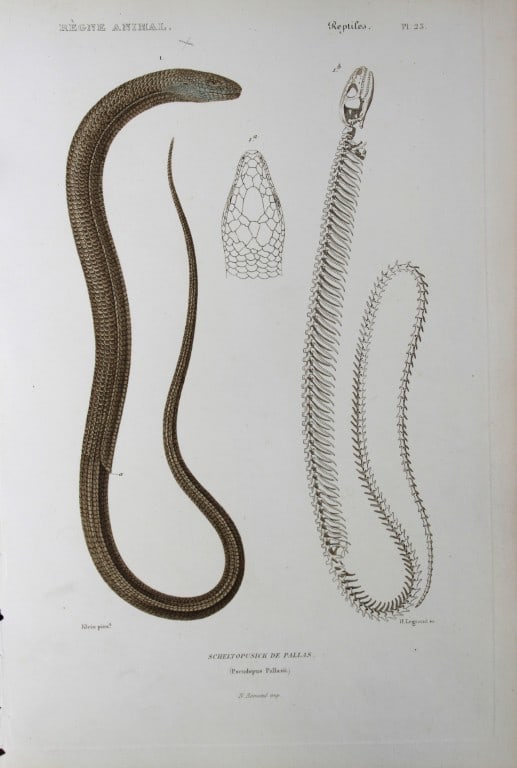 Cuvier - Engraving of European Glass Lizard 1836: This antique engraving is from Le Regne Animal (The Animal Kingdom) by Baron Georges Cuvier. Published by Fortin, Masson et Cie and printed by N Remond, Paris 1836. Artists who contributed to this vol