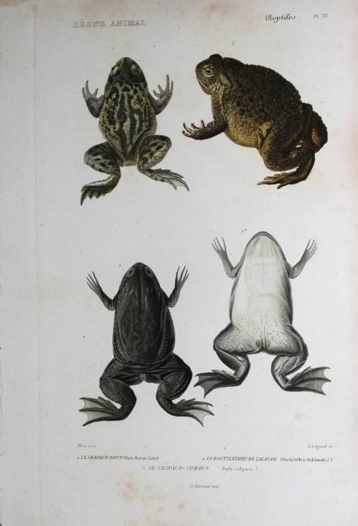 Cuvier - Engraving of Frogs and Toad 1836 (1 of 1)
