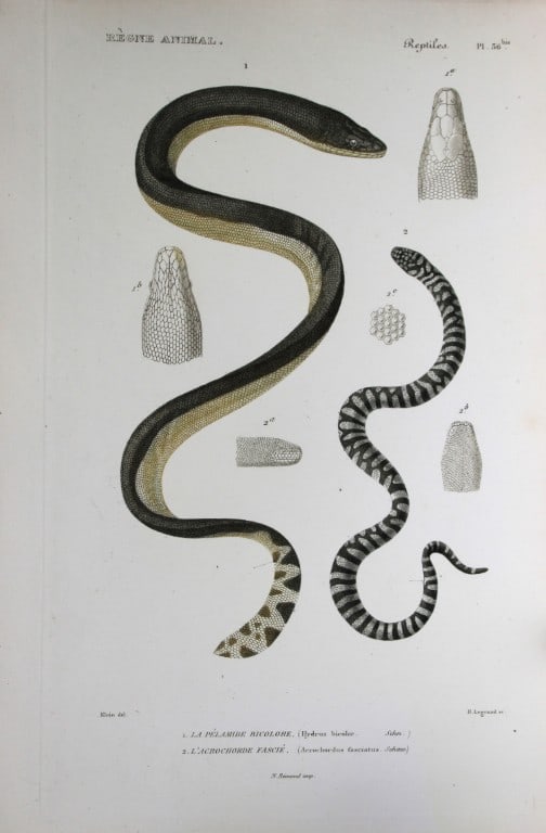 Cuvier - Engraving of Sea snake and File snake 1836 (1 of 1)