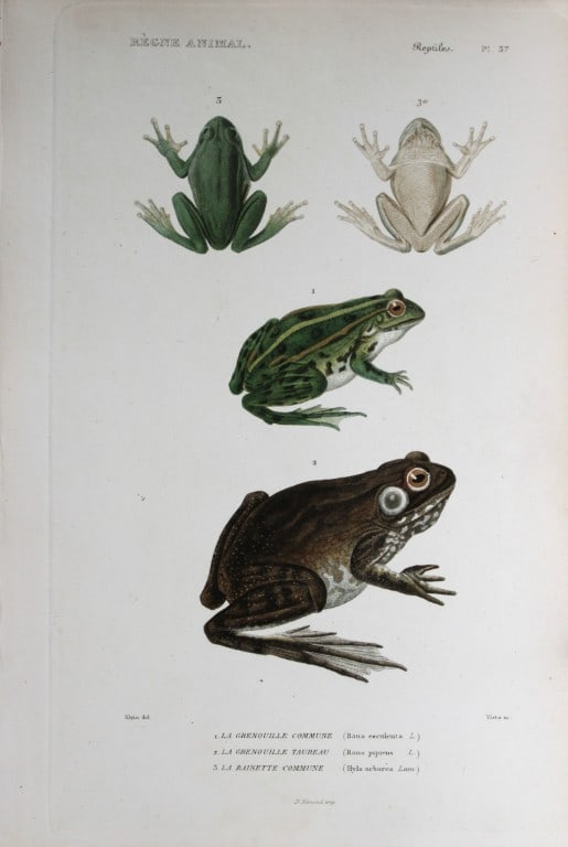 Cuvier - Engraving of Common and Tree Frogs and Bullfrog 1836 (1 of 1)