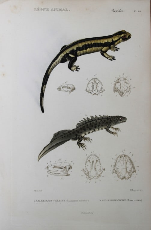 Cuvier - Engraving of Common and Crested Salamanders 1836: This antique engraving is from Le Regne Animal (The Animal Kingdom) by Baron Georges Cuvier. Published by Fortin, Masson et Cie and printed by N Remond, Paris 1836. Artists who contributed to this vol